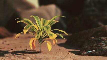 A small, bright green plant with yellow leaves breaks through sandy soil, standing out against the natural landscape. Ideal lighting highlights the delicate details of the foliage.
