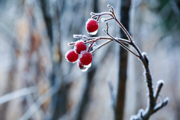 Frost