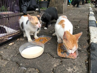 Cats eating food on the street. Feeding stray cats.