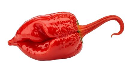 A single extremely hot red Carolina Reaper pepper isolated on a white background. PNG Transparent