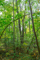 Lush Green Forest with Tall Trees