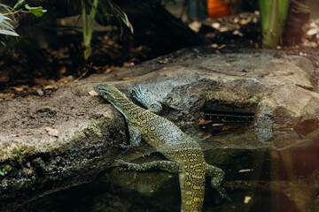 Monitor lizard resting on rock near water in tropical habitat. Wild reptile in rainforest...