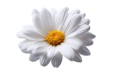 Single white daisy, detailed close-up, soft focus