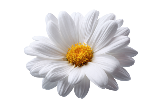 Single white daisy, detailed close-up, soft focus