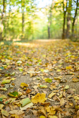 Forest Path with Autumn Leaves