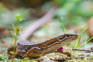 自然の中のトカゲ