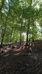 forest in the morning