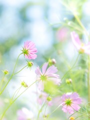 秋の公園や花壇を彩るコスモスのある風景。眩しい日差しでボケた景色。ぼんやりした花畑のイメージ。青空を見上げる花たちの姿。日差しに透き通ったピンクの花びら。自然風景。心象風景。