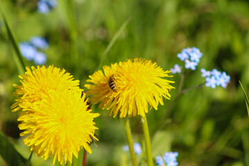 A honeybee collecting nectar from bright yellow dandelions in a sunny meadow, with soft blue wildflowers in the background. Captured in natural daylight.