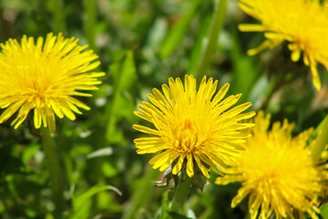 Detailed close-up of a yellow dandelion flower in full bloom, symbolizing spring, freshness, and natural beauty.
