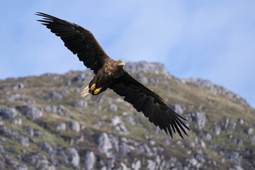 White tailed eagle flying with the sky and a hill in the background, close up