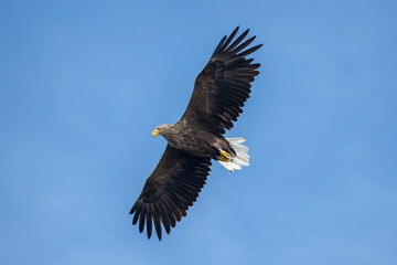 Fototapeta premium White tailed eagle flying with the sky in the background, close up