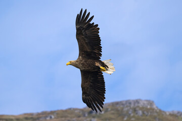 Obraz premium White tailed eagle flying with the sky and a hill in the background, close up