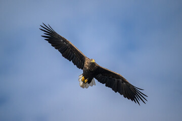 Fototapeta premium White tailed eagle flying with the sky in the background, close up