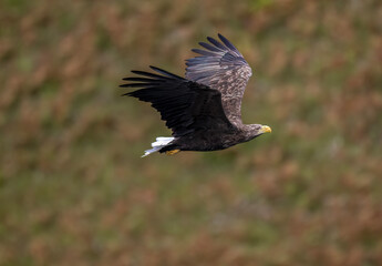 White tailed eagle flying, close up