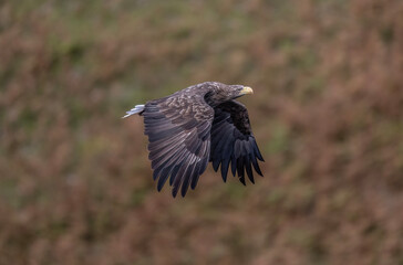 White tailed eagle flying, close up