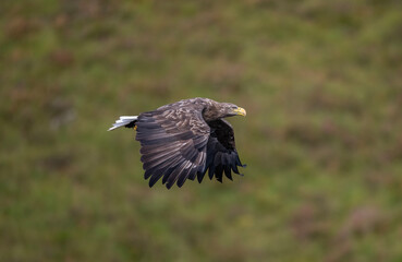 White tailed eagle flying, close up