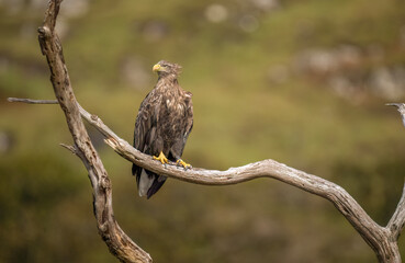 White tailed eagle perched on a branch, close up