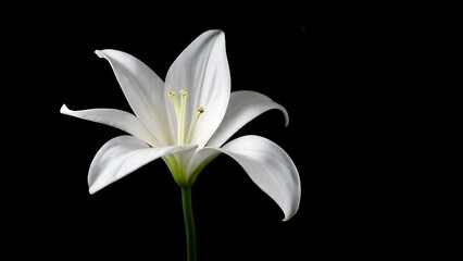 Fototapeta premium White Lily flower bouquet isolated on transpatent background
