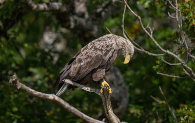 White tailed eagle perched on a branch, close up