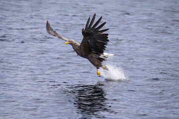 White tailed eagle catching fish from the water in loch Shiel