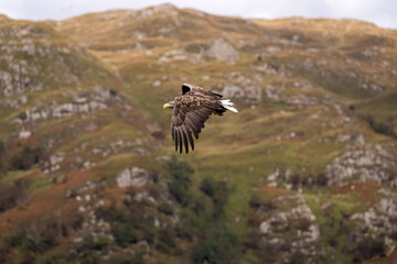 White tailed eagle flying with the sky and a hill in the background