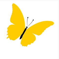 Yellow butterfly isolated on white background
