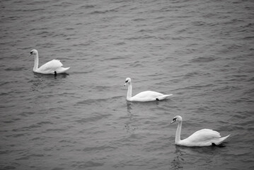 Three Swans Swimming on a Calm Lake