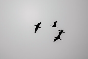 Silhouette of Cormorant Birds Flying in Gray Sky
