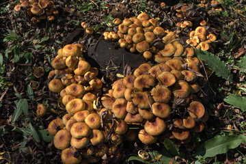 Orange Wild Mushrooms on Forest Floor