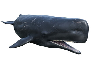 Isolated deep-sea sperm whale with mouth open, showing teeth, in a curious pose. A large marine mammal © Natalia