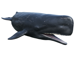 Isolated deep-sea sperm whale with mouth open, showing teeth, in a curious pose. A large marine mammal