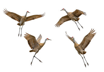 Isolated Sandhill Cranes in Flight, Graceful Brown Birds with Long Legs, Wings Spread Wide