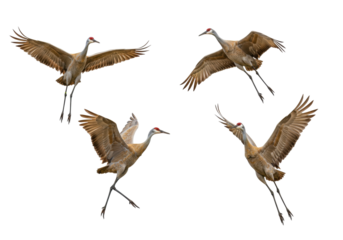 Isolated Sandhill Cranes in Flight, Graceful Brown Birds with Long Legs, Wings Spread Wide