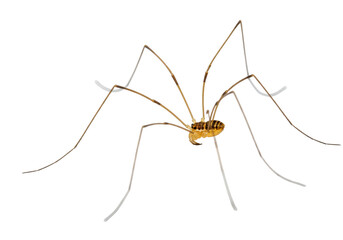 Isolated opilioacarida arachnid with long legs, common harvestman with patterned body, insect close-up