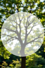 Vibrant Tree Sunlit Natural Setting