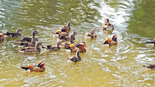 Mandarin ducks in the pond - Powered by Adobe