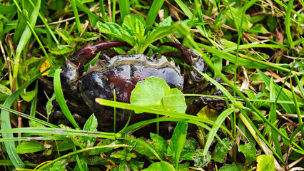 Field crabs in the grass