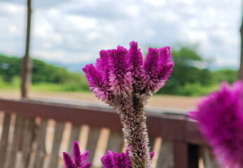 Celosia cristata in the garden
