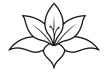 lily flower vector line art flower silhouette