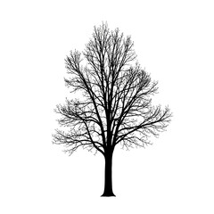 Fototapeta premium Striking leafless tree silhouette against a clean white backdrop, perfect for minimalist designs, autumnal themes, and stark winter landscapes