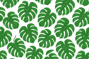 Monstera plant leaves creating a green tropical seamless pattern. Botanical print illustration with transparent background