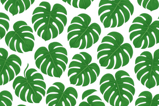 Monstera plant leaves creating a green tropical seamless pattern. Botanical print illustration with transparent background