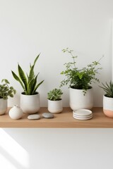 Obraz premium Potted Houseplants on Minimalist Wooden Shelf