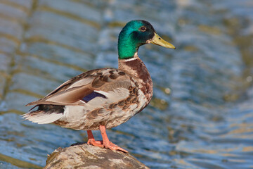 Mallard Duck by the Water