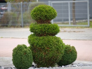 Green topiary shrub pruned into abstract shape