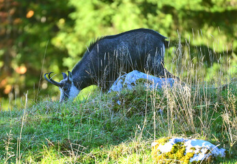 Gamsbock beim Fressen