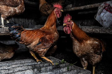 Jiaju, chickens in a typical house, Danba county, Garzê Tibetan Autonomous Prefecture, Sichuan,  China