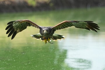 A Harris's Falcon is being trained in flight in Bangkok, Thailand. Photo taken on September 25, 2025.