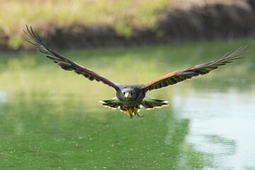 Obraz premium A Harris's Falcon is being trained in flight in Bangkok, Thailand. Photo taken on September 25, 2025.